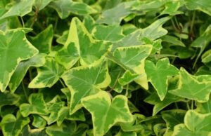 English Ivy