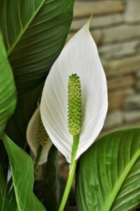 Peace Lily