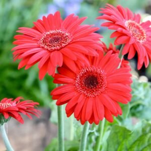 Gerbera Daisy