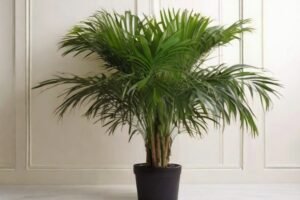 Areca Palm