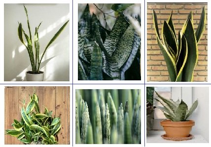 20 Types of Snake Plants Varieties