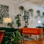 Best Plants for Basement Apartments