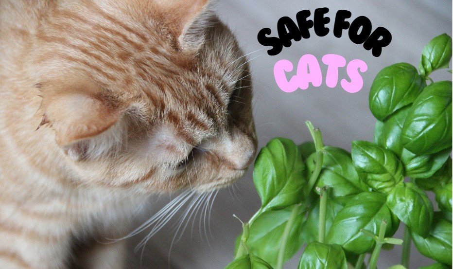 7 Plants to Grow for Cats