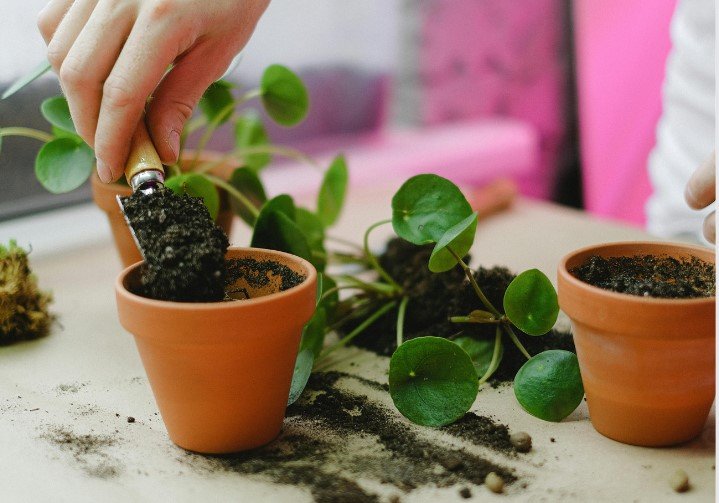 Choosing the Perfect Planter for Your Indoor Plants