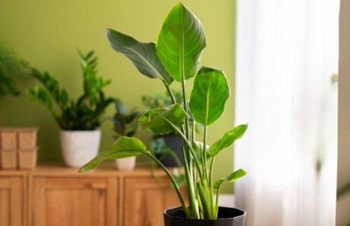 Keeping Your Houseplants Healthy