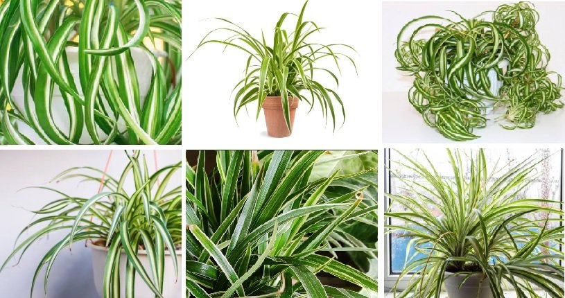 Varieties of Spider Plants