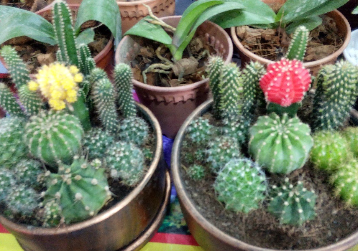 Crafting a Container Garden with Cactus