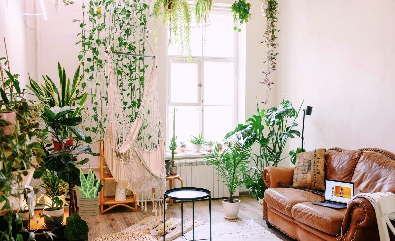 7 Expert tips for using indoor plants in a living room