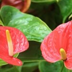 Anthurium