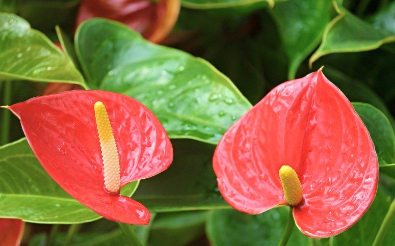 Anthurium