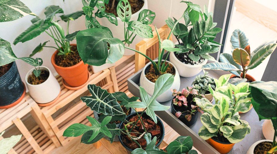 Decorating With Plants