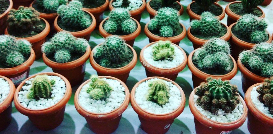 13 Easiest Cactus Hassle-Free Grow