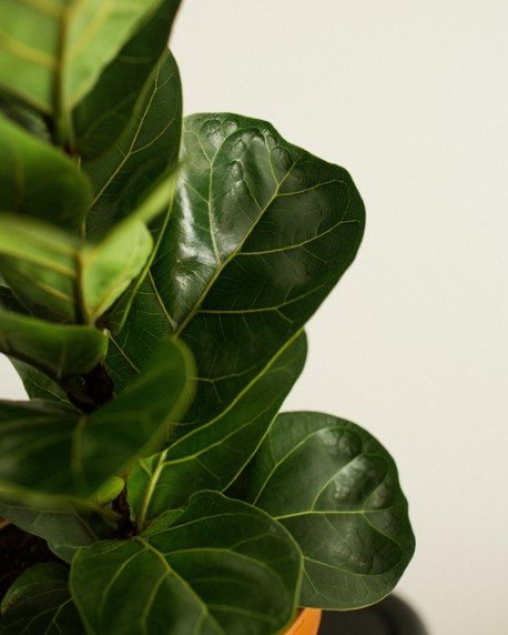 How to Care for a Fiddle Leaf Fig