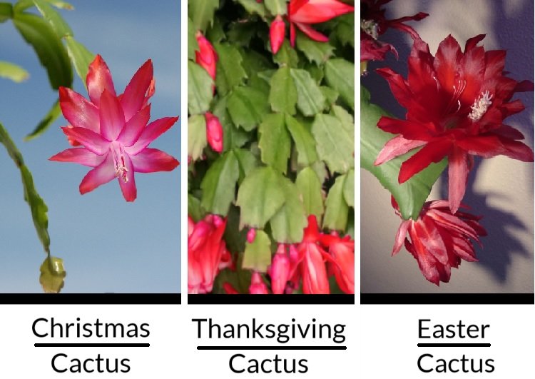 Three Types of Holiday Cactus