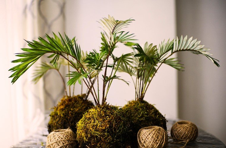 Palm Plants