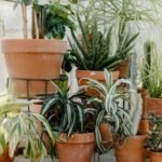 Air-Oxygen Generating Houseplants