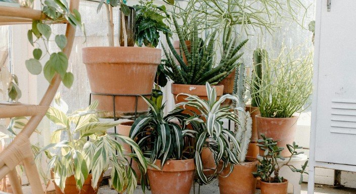 Air-Oxygen Generating Houseplants